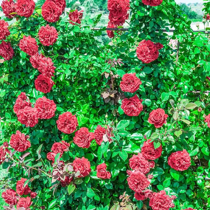 Lady In Red™ Climbing Rose - Image 3