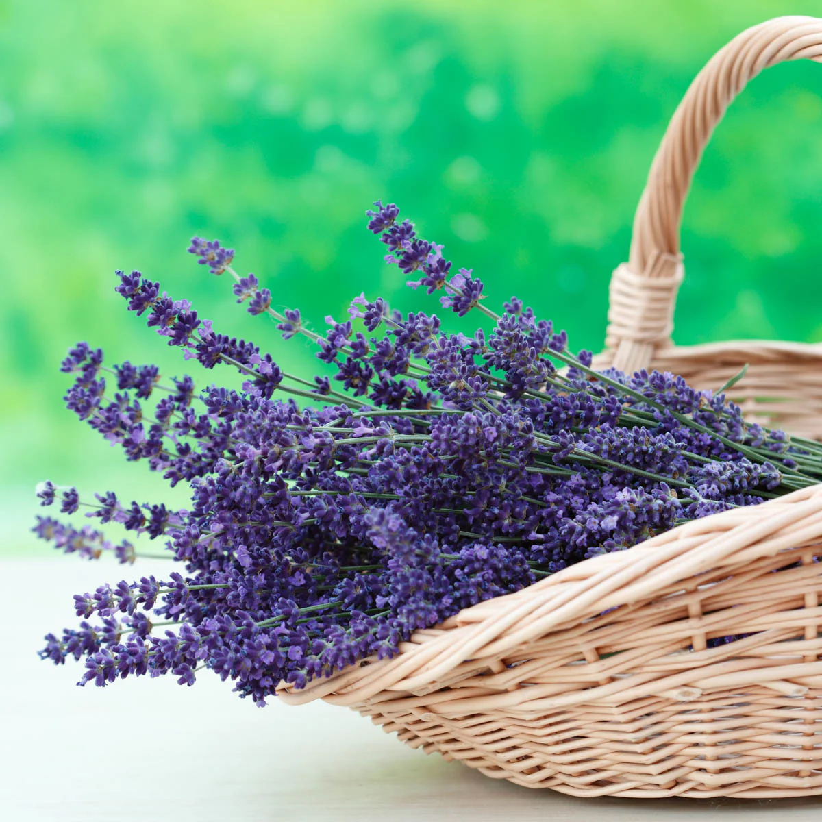 Munstead Lavender