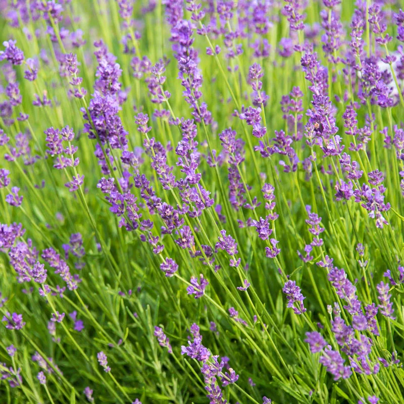 Munstead Lavender - Image 2