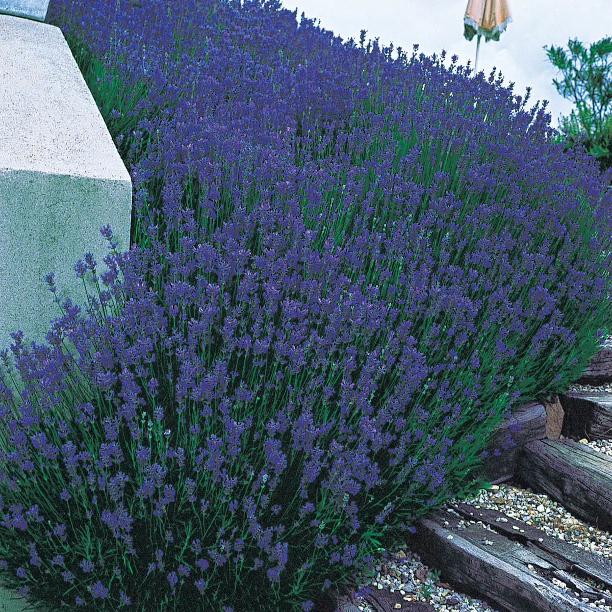 Munstead Lavender - Image 4