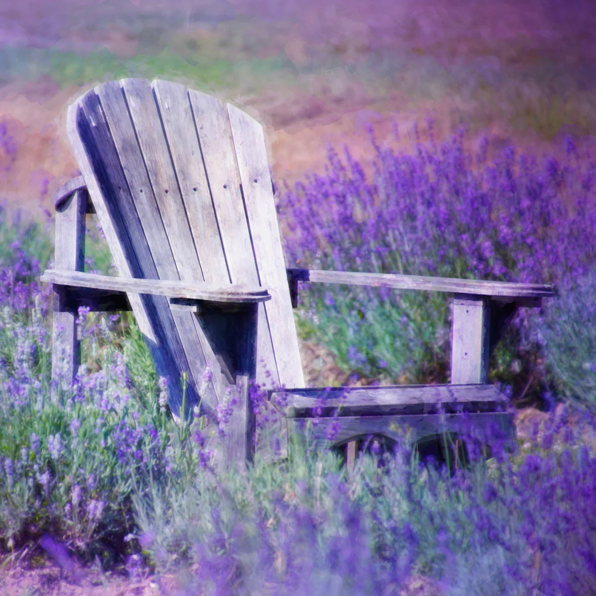 Munstead Lavender - Image 5