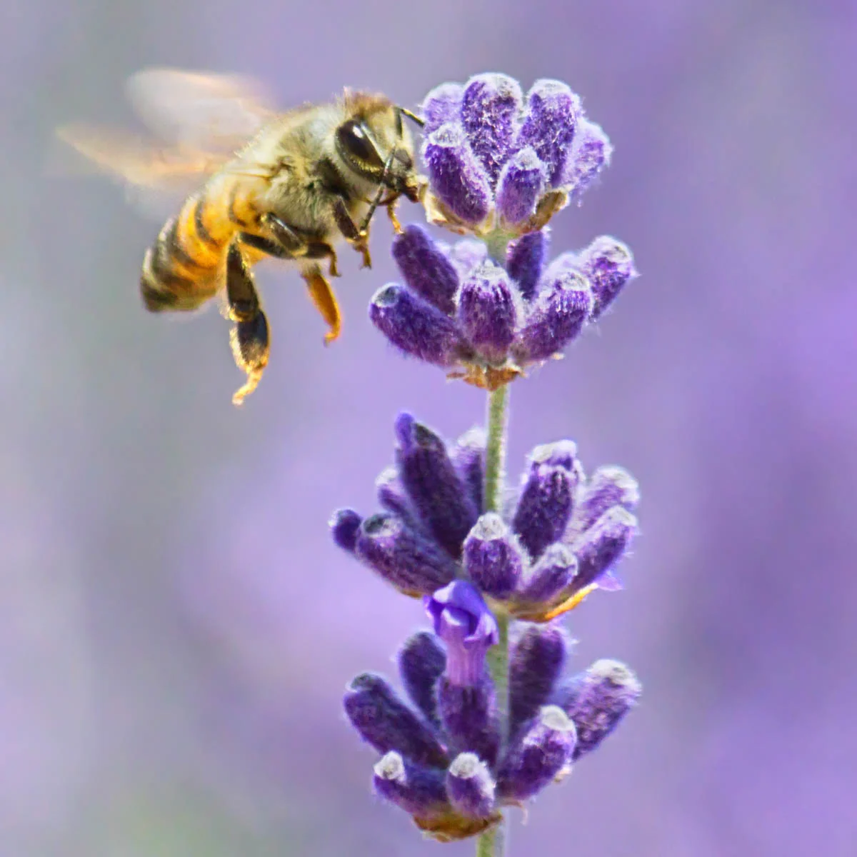 Munstead Lavender - Image 6