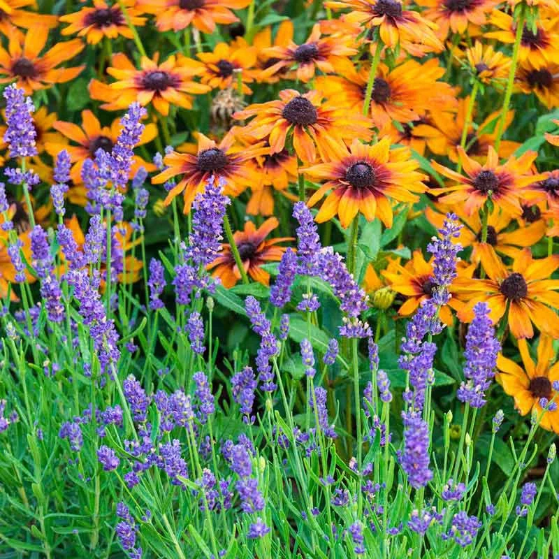 Phenomenal® Lavender - Image 2