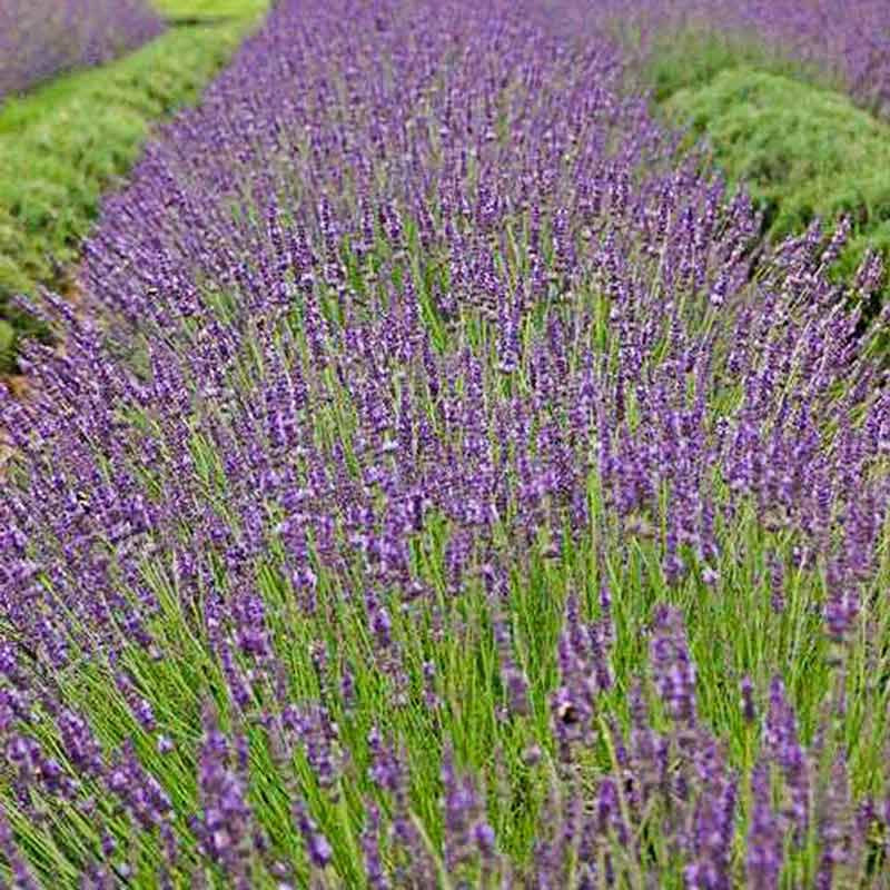 Phenomenal® Lavender - Image 3