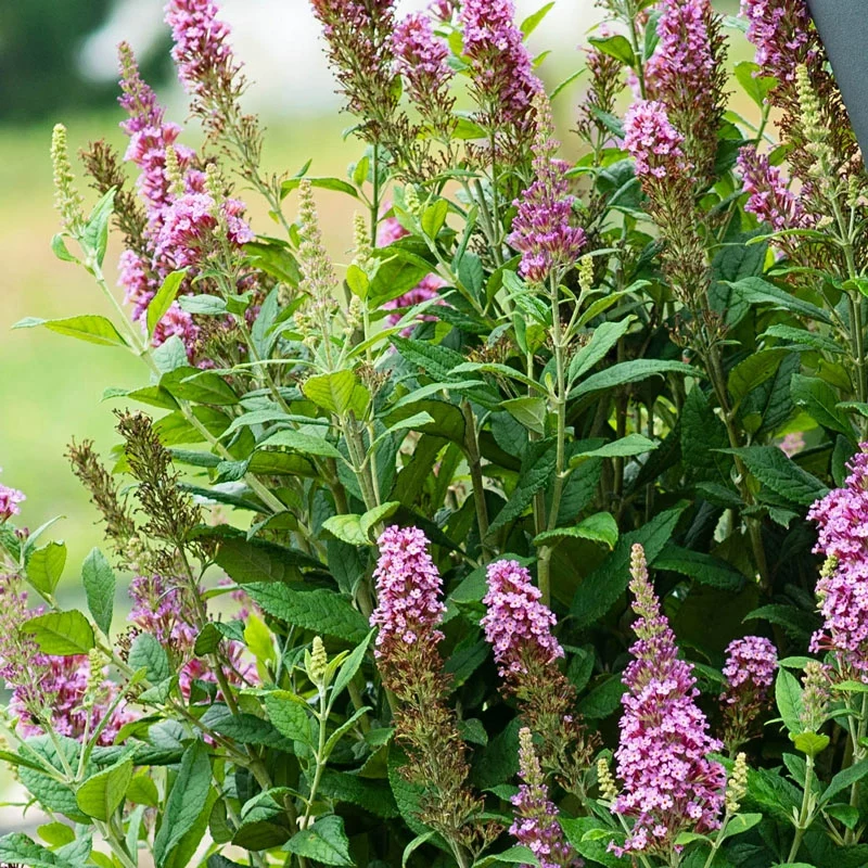 Le Petit Butterfly Bush - Image 2