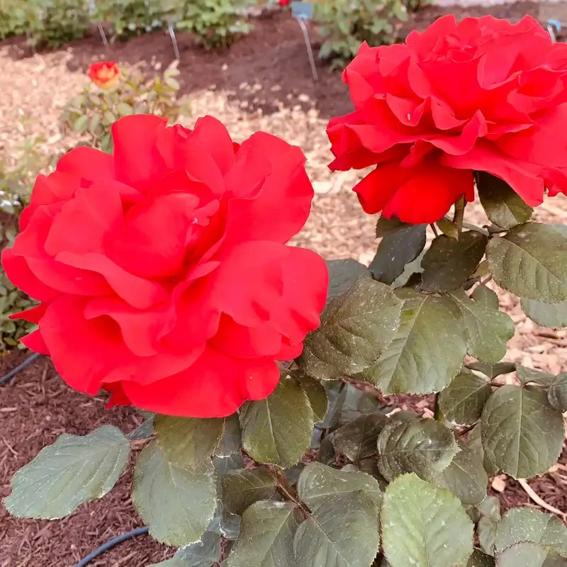 Legends™ Hybrid Tea Rose - Image 2