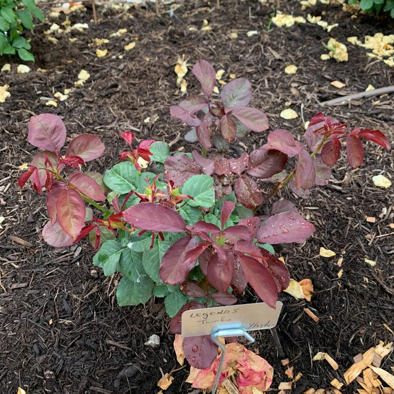 Legends™ Hybrid Tea Rose - Image 3