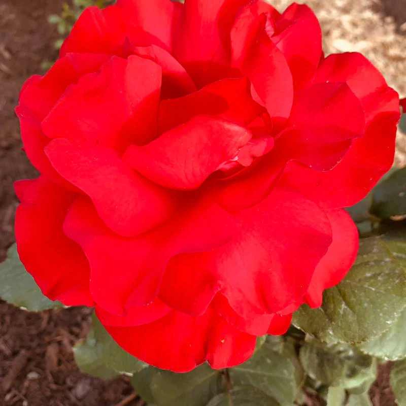 Legends™ Hybrid Tea Rose - Image 4