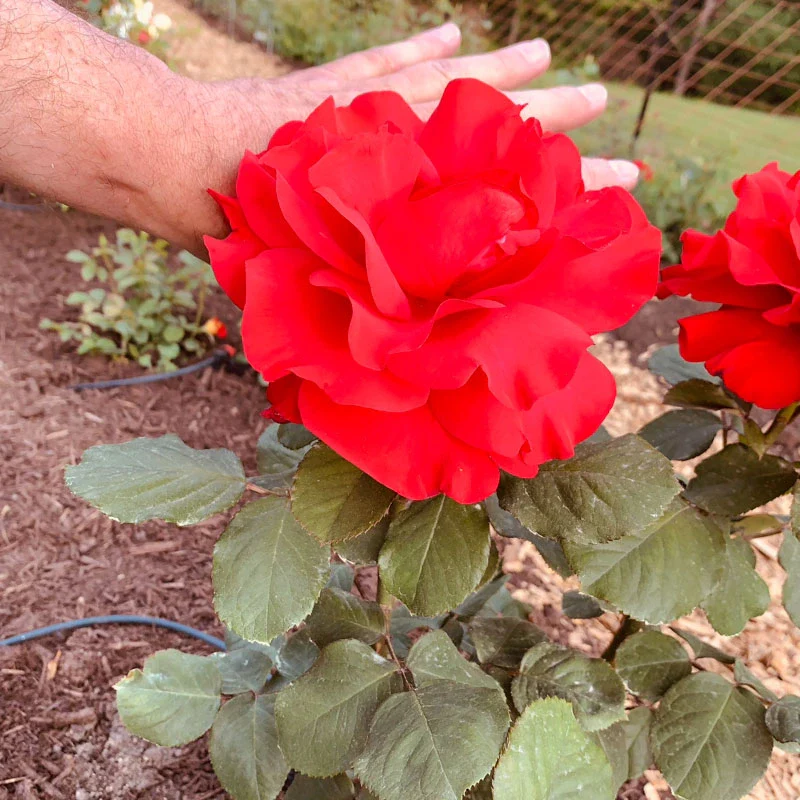 Legends™ Hybrid Tea Rose - Image 5