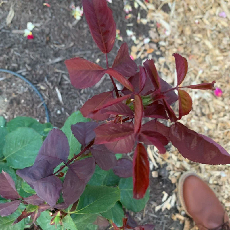 Legends™ Hybrid Tea Rose - Image 6