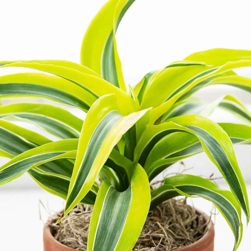 Lemon Surprise Dracaena