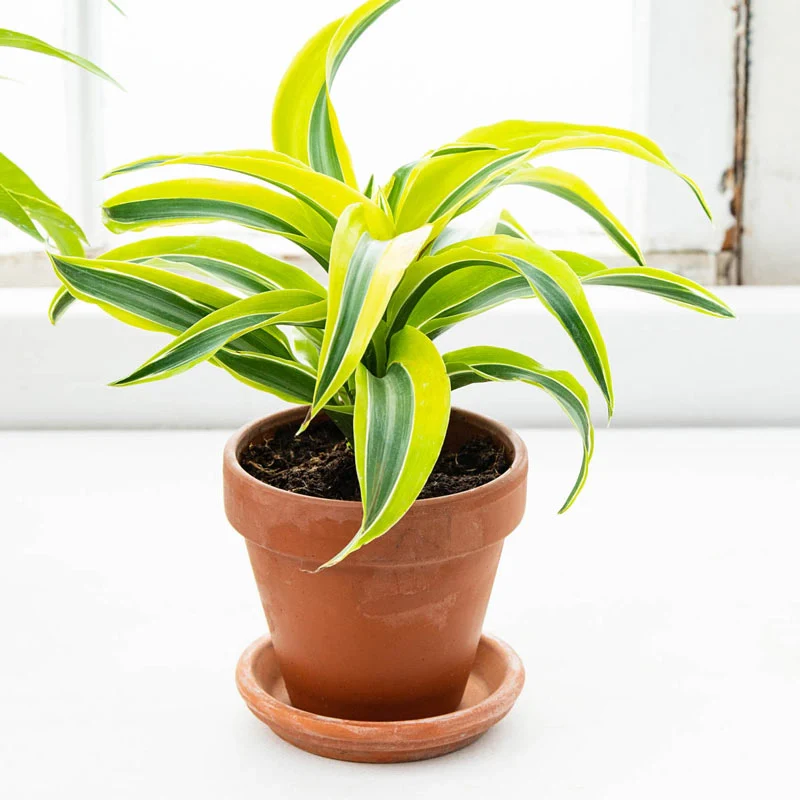 Lemon Surprise Dracaena - Image 2