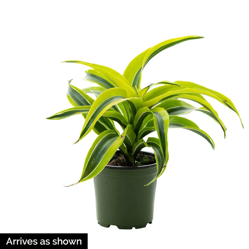 Lemon Surprise Dracaena - Image 3