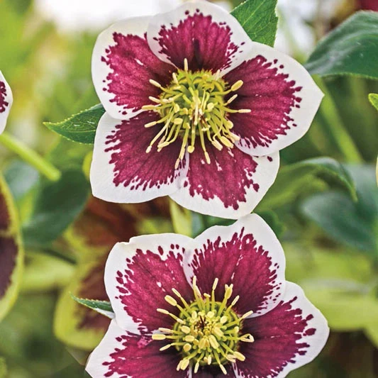 Romantic Getaway Lenten Rose - Image 2