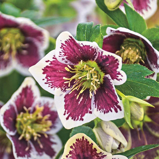 Romantic Getaway Lenten Rose - Image 3