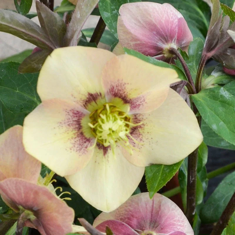 Sandy Shores Lenten Rose - Image 2