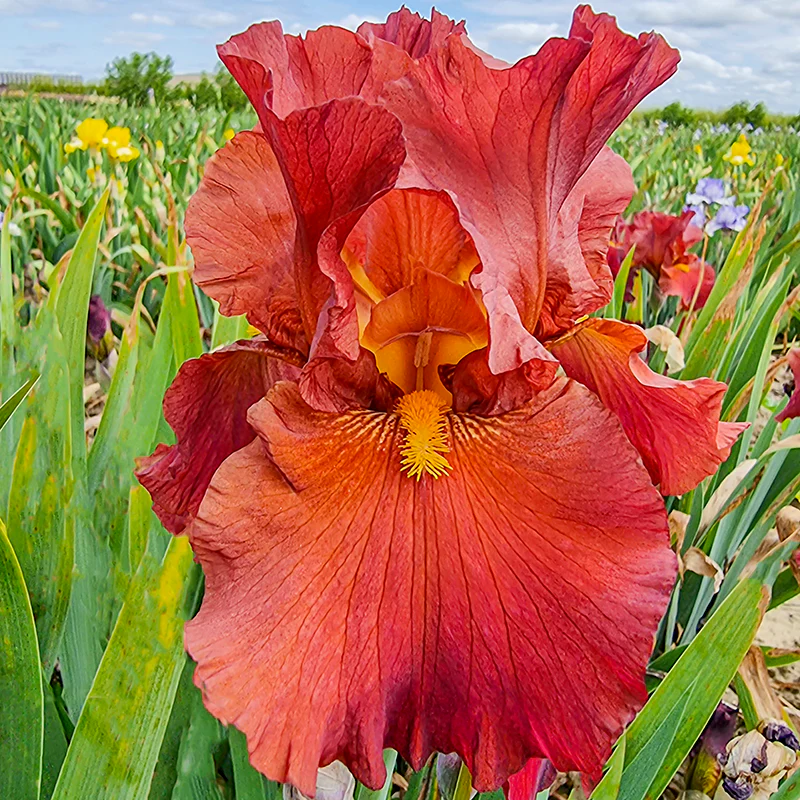 Lest We Forget Reblooming Bearded Iris - Image 2