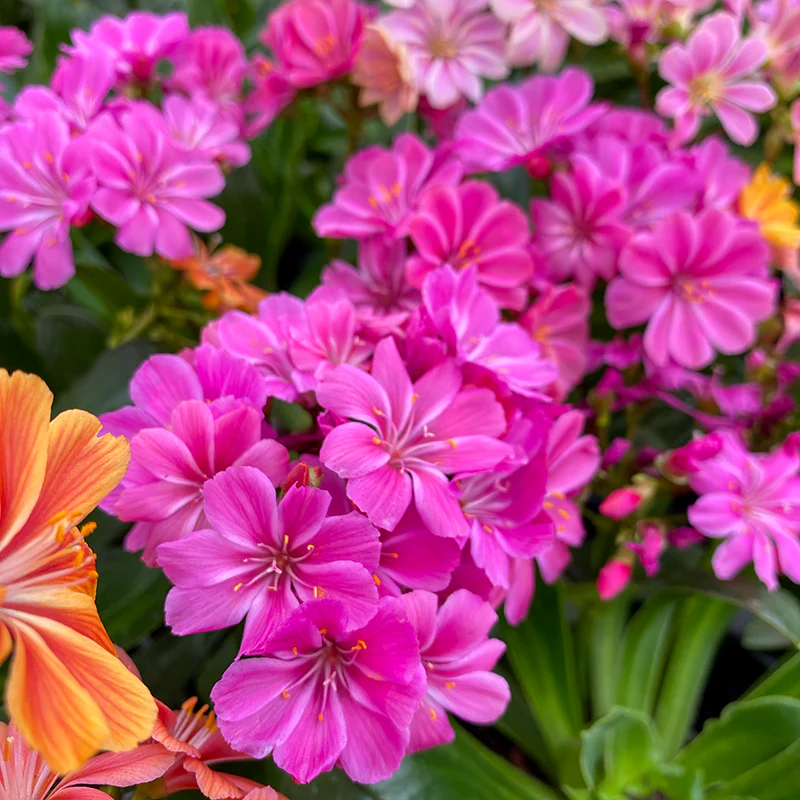 Elise Lewisia - Image 3