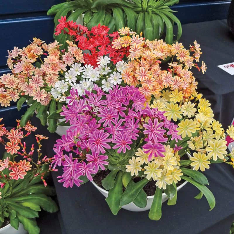 Elise Lewisia - Image 4