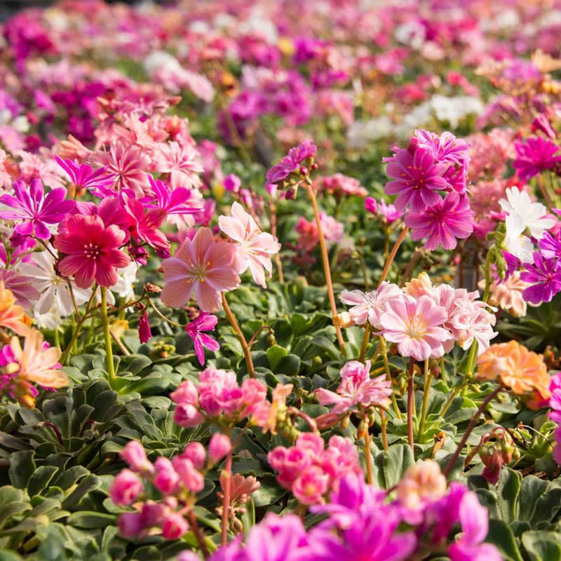 Elise Lewisia - Image 5