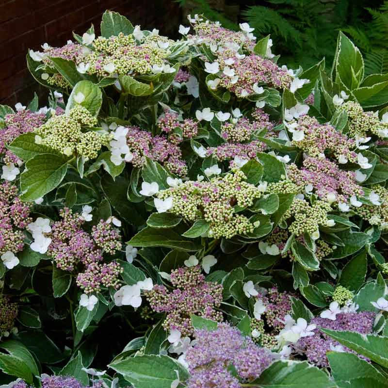 Light-O-Day® Hydrangea - Image 2