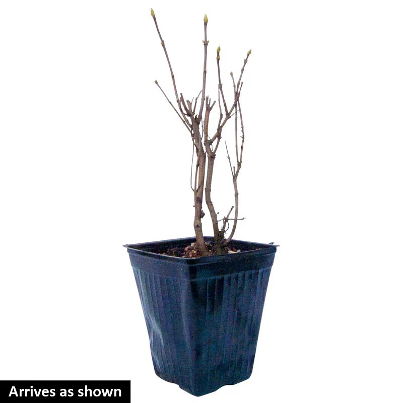 Congo French Lilac Shrub - Image 2