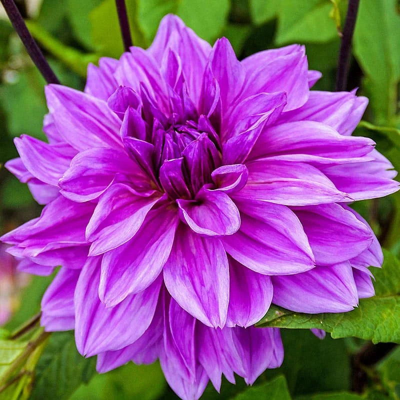Lilac Time Dahlia - Image 2