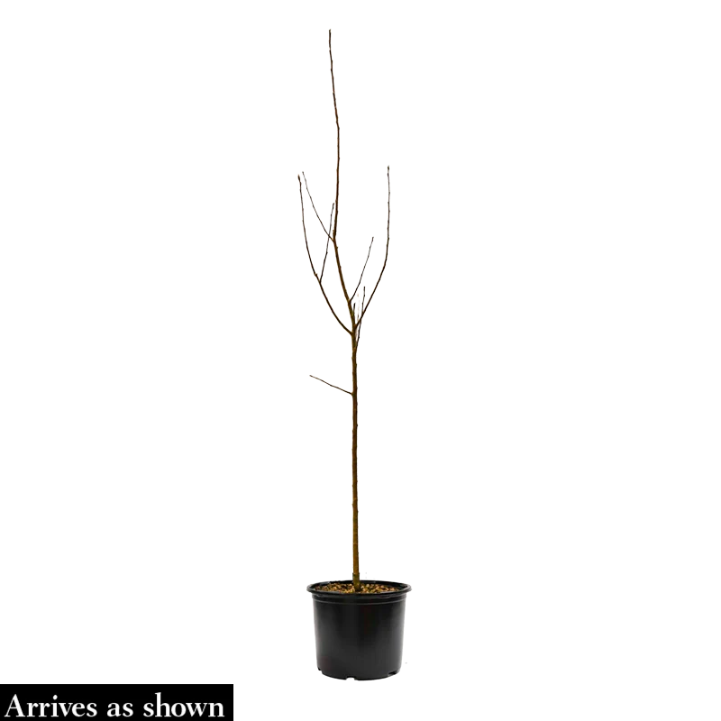 Coppertallica Magnolia Tree - Image 4