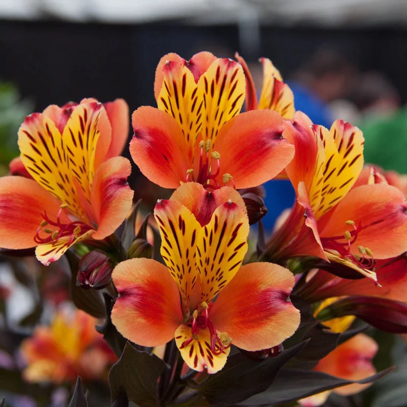 Indian Summer Peruvian Lily - Image 2