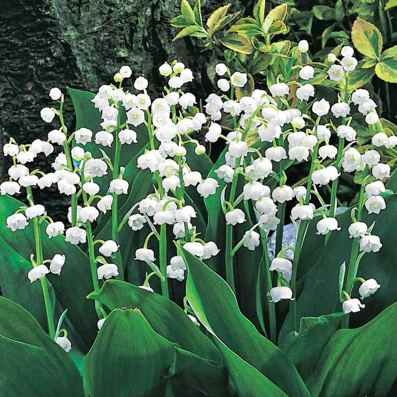 Lily of the Valley