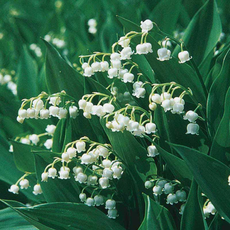 Lily of the Valley - Image 2