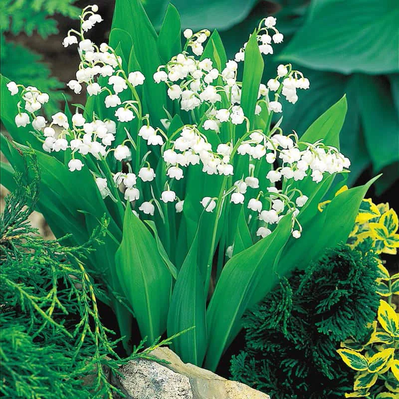 Lily of the Valley Nosegay - Image 2