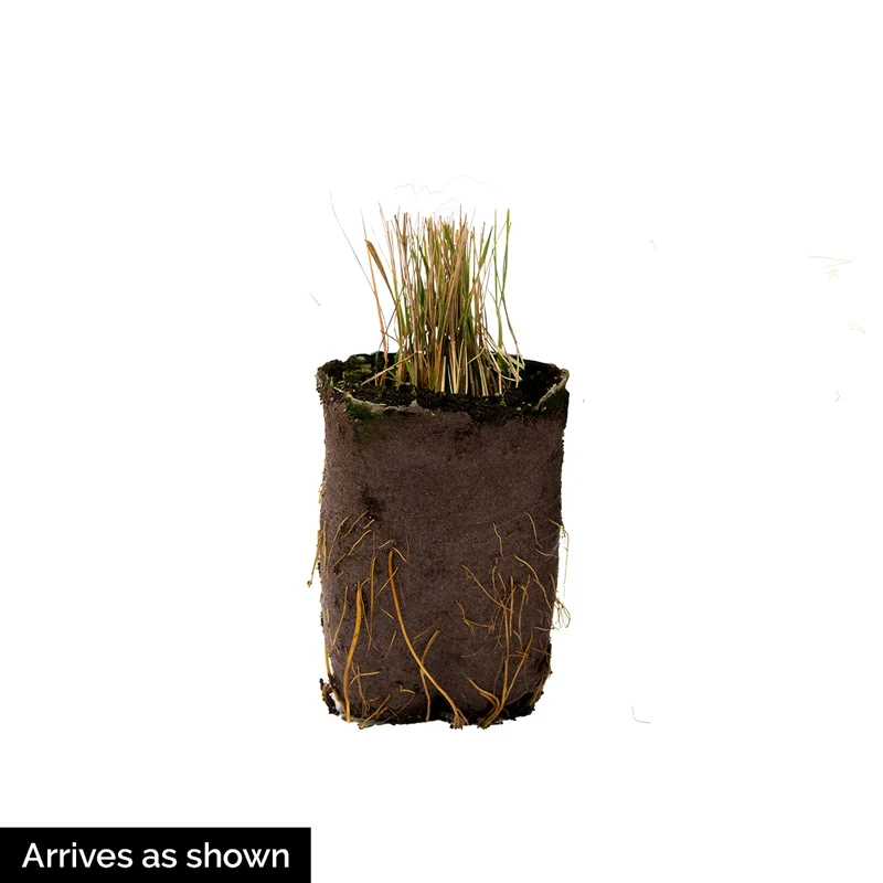 Lime Zest Japanese Forest Grass - Image 3