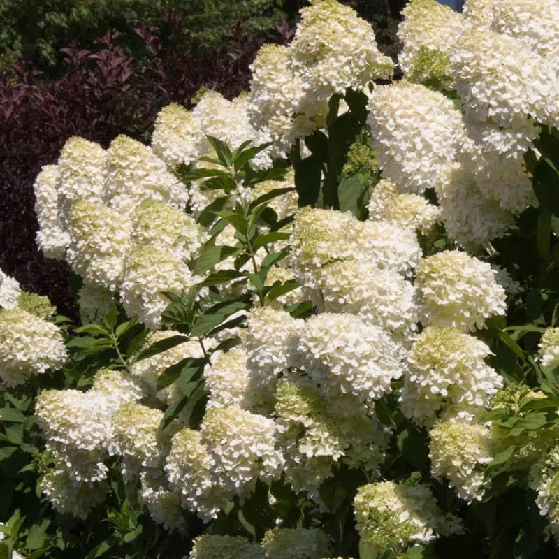 Limelight Hydrangea - Image 3