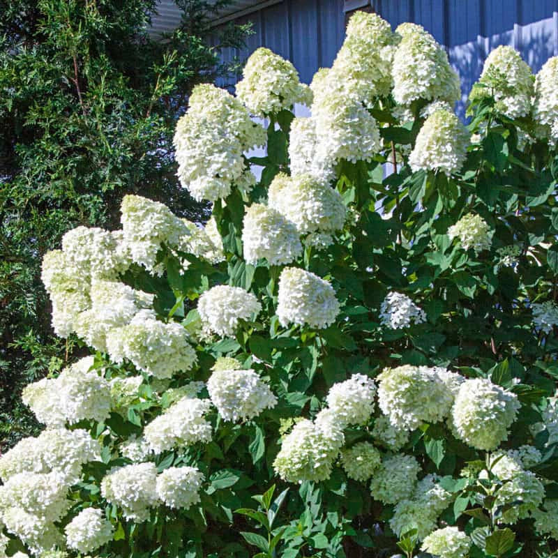 Limelight Hydrangea - Image 4