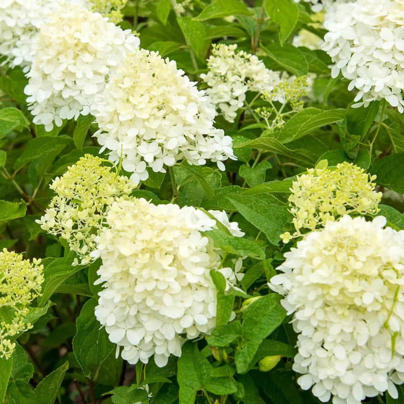 Limelight Hydrangea - Image 5