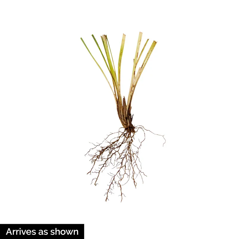 Liriope - Image 3