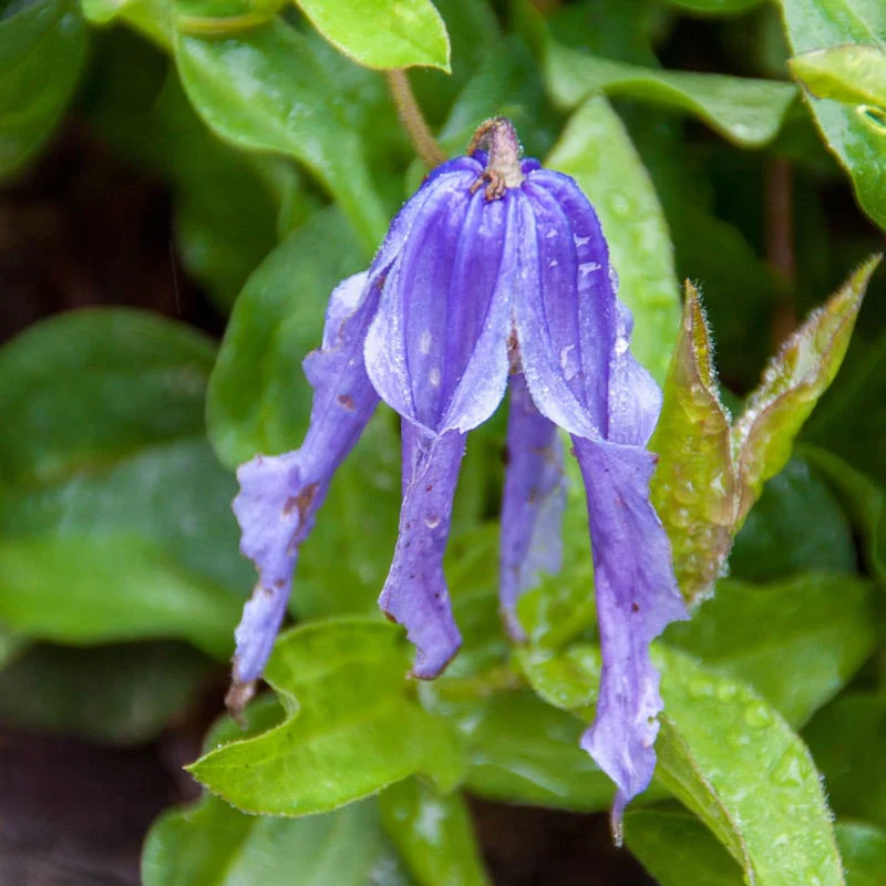 Clematis Little Artist