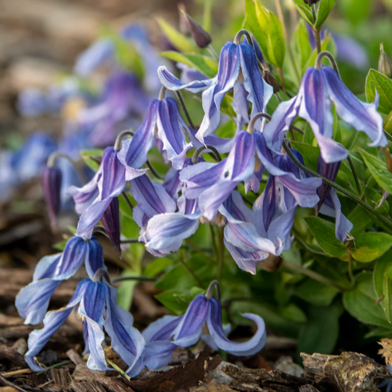 Clematis Little Artist - Image 2