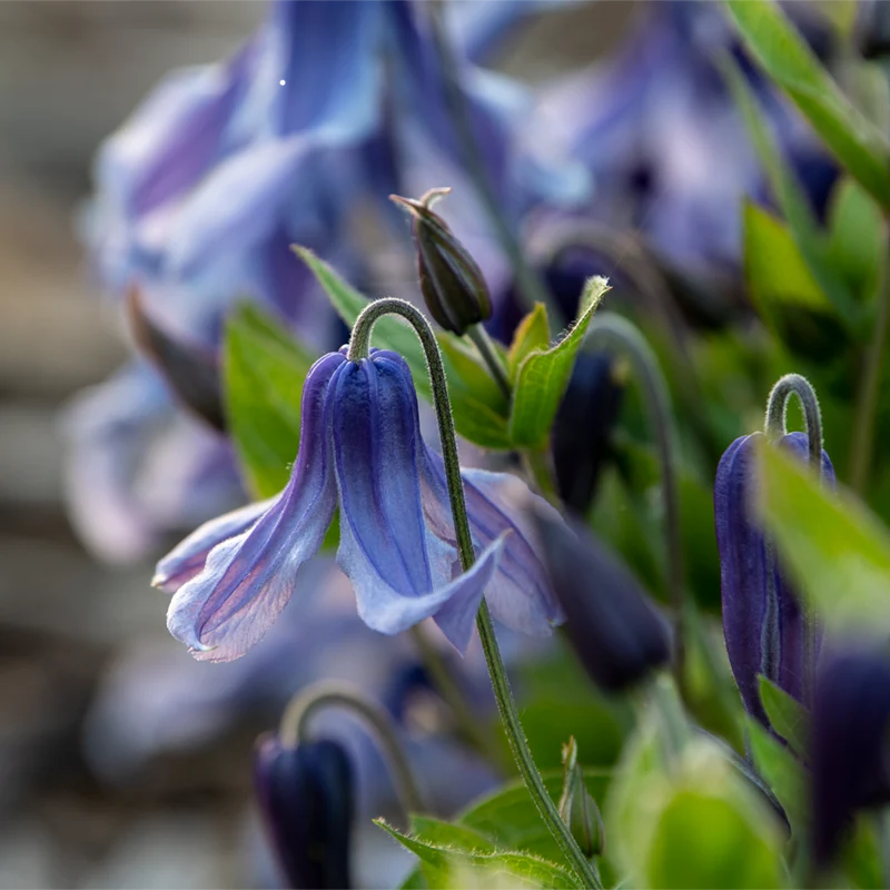 Clematis Little Artist - Image 3