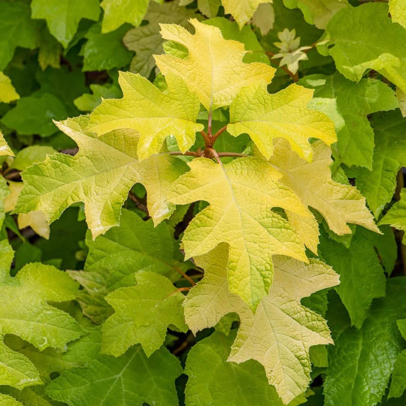 Little Honey Oakleaf Hydrangea