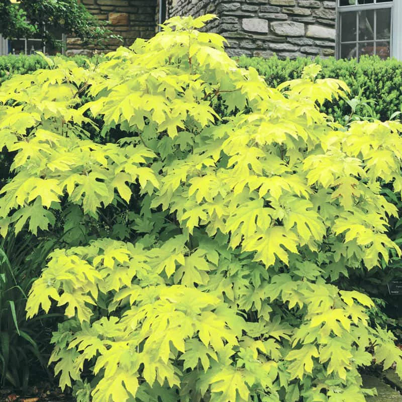 Little Honey Oakleaf Hydrangea - Image 2