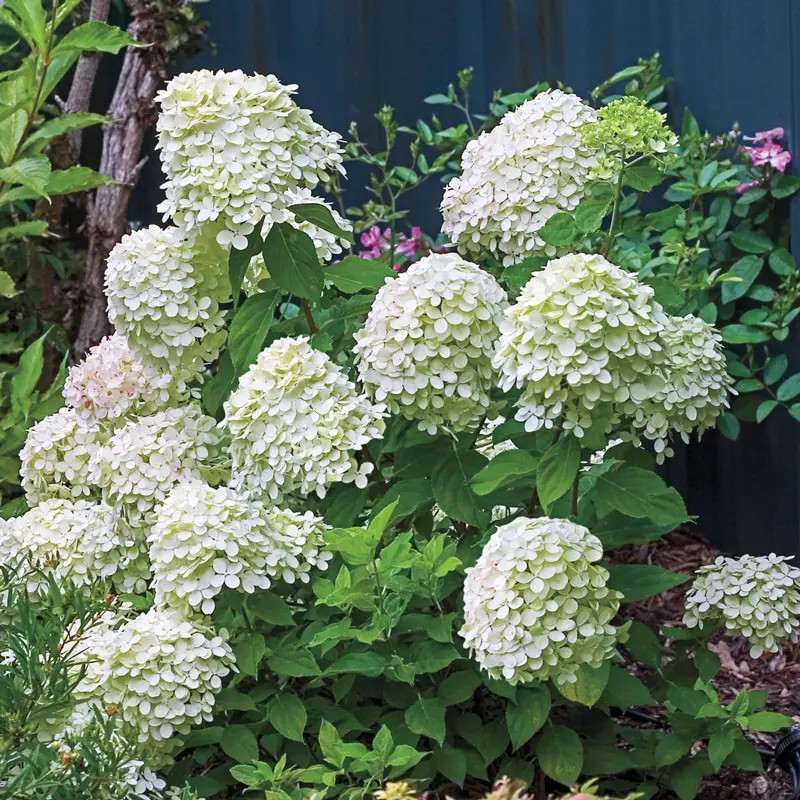 Little Lime® Hydrangea