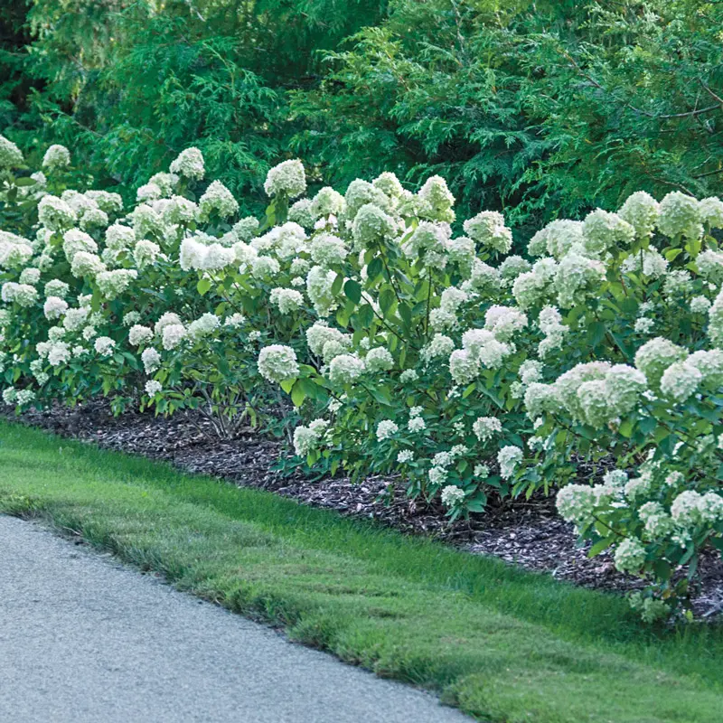 Little Lime® Hydrangea - Image 2