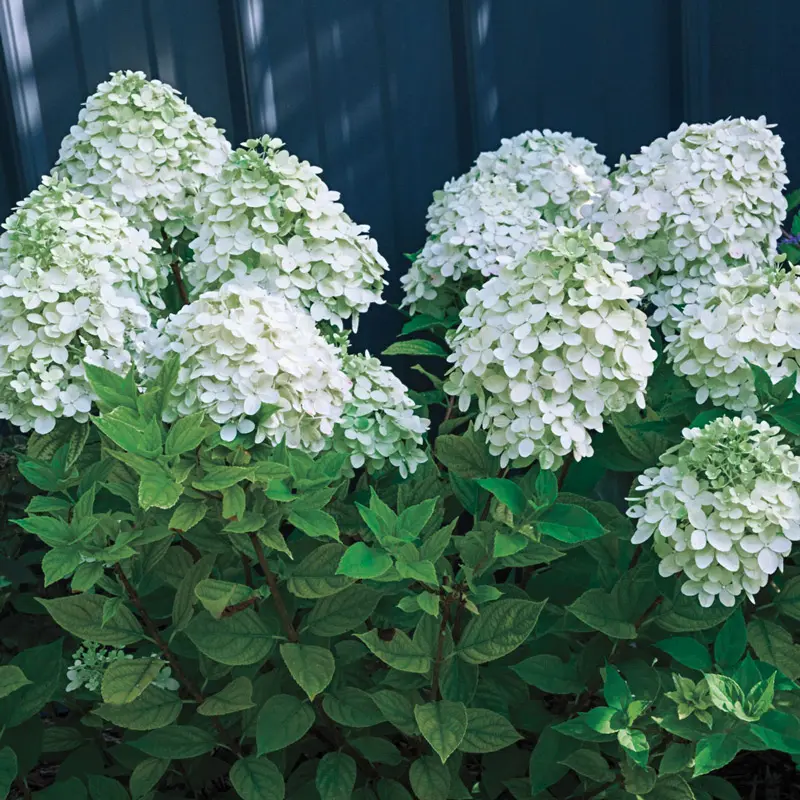 Little Lime® Hydrangea - Image 3