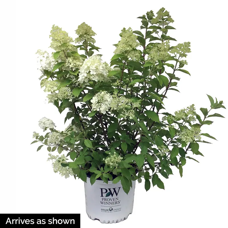 Little Lime® Hydrangea - Image 4
