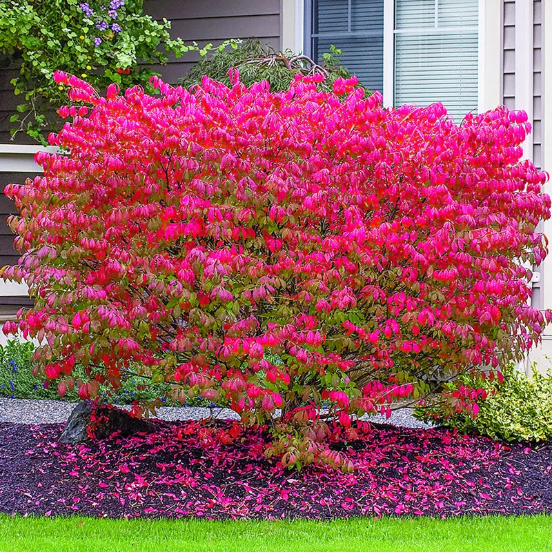 Little Moses Burning Bush