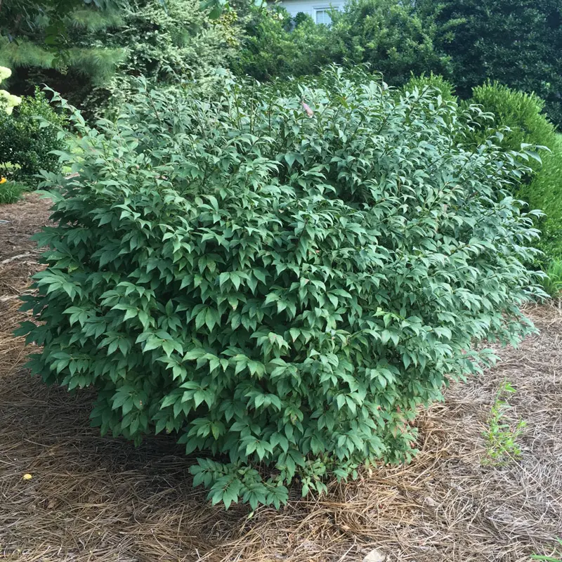 Little Moses Burning Bush - Image 2