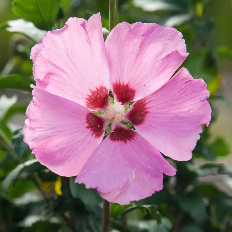 Lollipop Hibiscus Standard Trio - Image 2