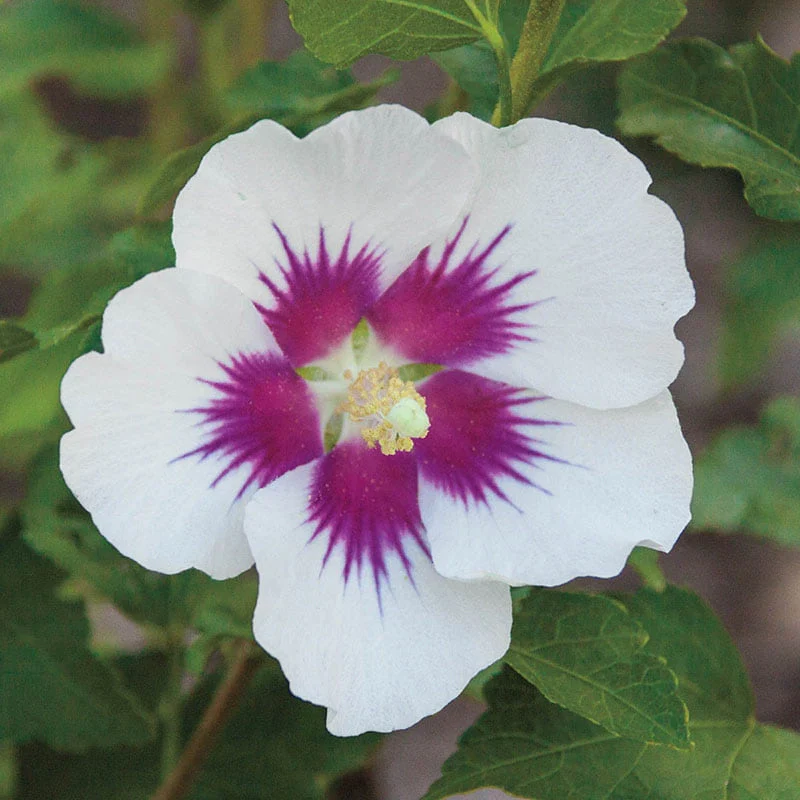 Lollipop Hibiscus Standard Trio - Image 3
